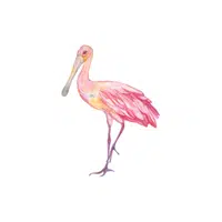 Spoonbill | Arctic Birds Names