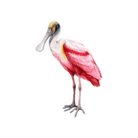 Spoonbill | Migratory Birds Names