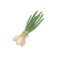 Springonion | Seasonal Vegetables Names