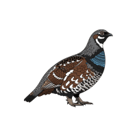 Spruceg | Game Birds Names