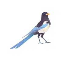 Starling | Songbirds Names