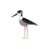 Stilt | Arctic Birds Names