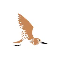 Stint | Arctic Birds Names
