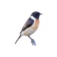Stonechat | Songbirds Names