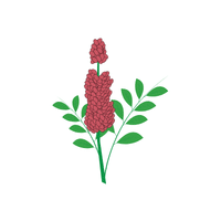 Sumac | Flowering Shrubs Names