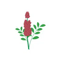 Sumac | Shrub Plants Names