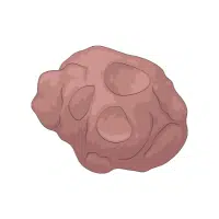 Sunchoke | Tuber Vegetables Names