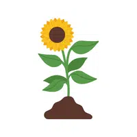 Sunflower | Seed Vegetables Names
