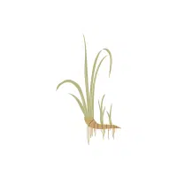 Sweetflag | Rhizome Vegetables Names