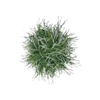 Sweetspire | Shrub Plants Names