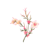 Tamarisk | Flowering Shrubs Names