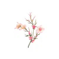 Tamarisk | Shrub Plants Names
