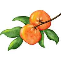 Tangerine | Autumn Fruits Names