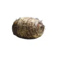 Tannia | Tuber Vegetables Names