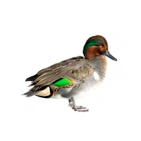 Teal | Arctic Birds Names