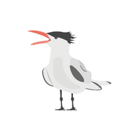 Tern | Migratory Birds Names