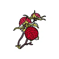 Thimbleberry | Mountain Fruits Names