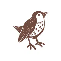 Thrush | Songbirds Names