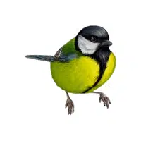 Tit | Songbirds Names