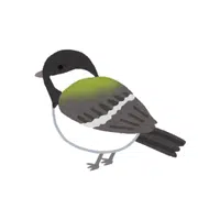 Titmouse | Songbirds Names