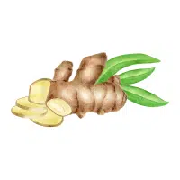 Torching | Rhizome Vegetables Names