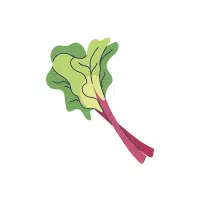 Tuber Chervil | Tuber Vegetables Names