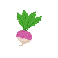 Turnip | Seasonal Vegetables Names