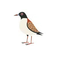 Turnstone | Arctic Birds Names