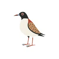 Turnstone | Migratory Birds Names
