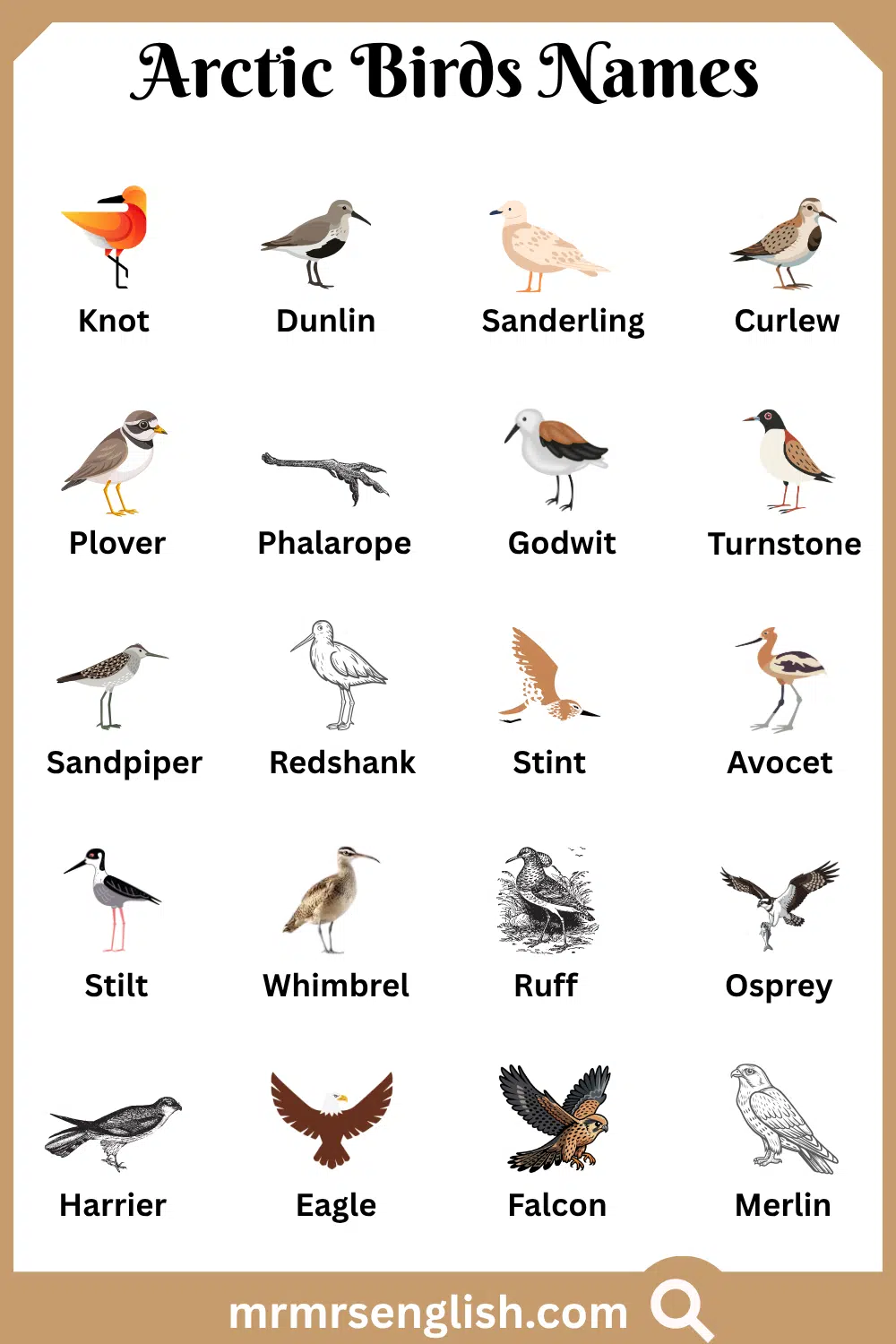 Types of Arctic Birds Names with Pictures