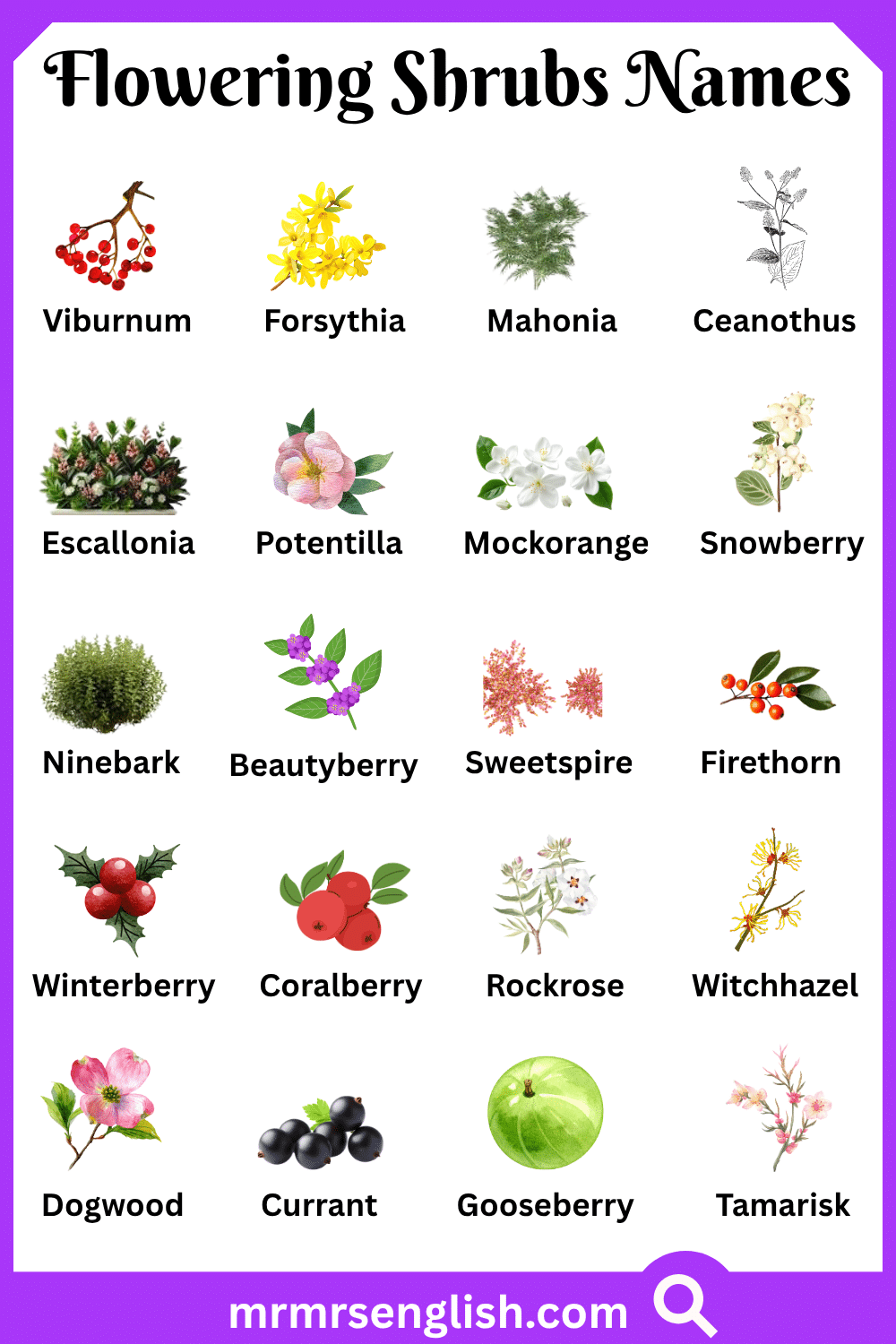Types of Flowering Shrubs Names with Pictures