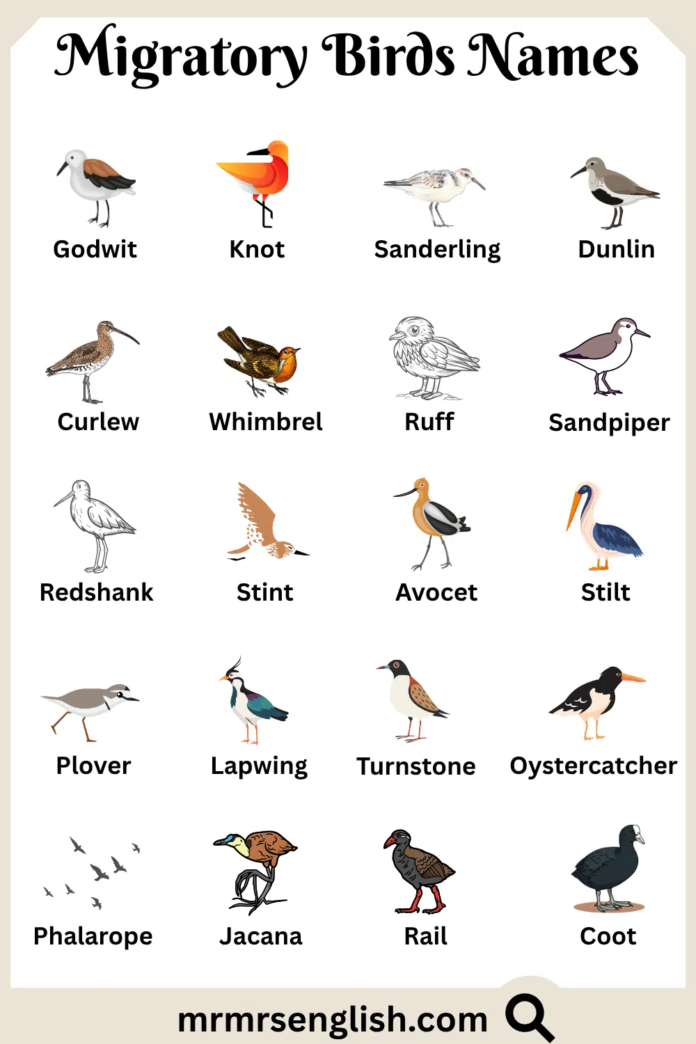 Types of Migratory Birds Names with Pictures