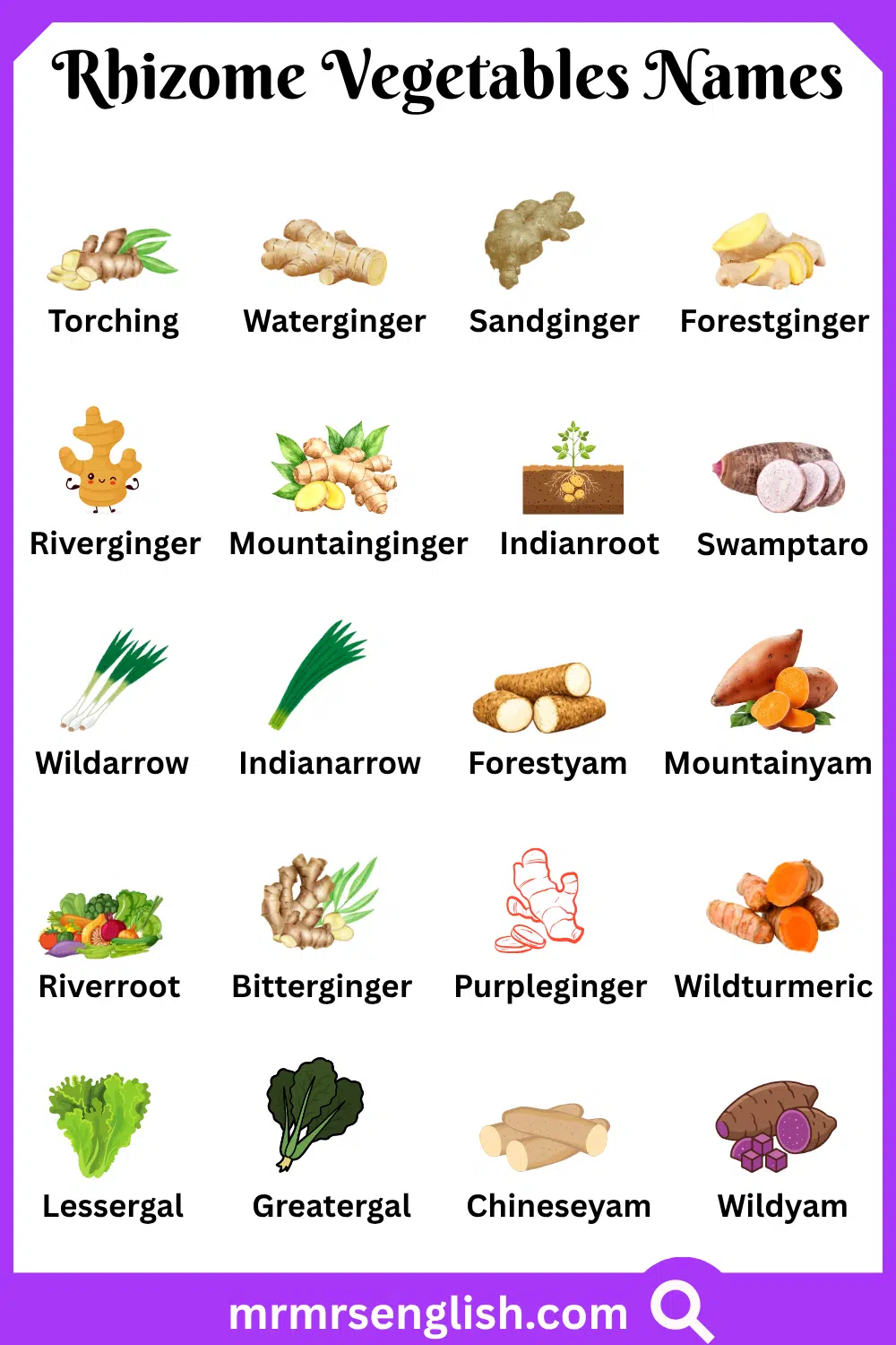 Types of Rhizome Vegetables Names with Pictures