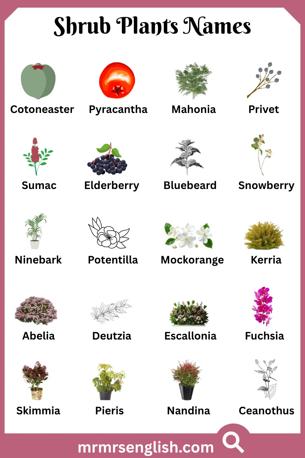 Types of Shrub Plants Names with Pictures