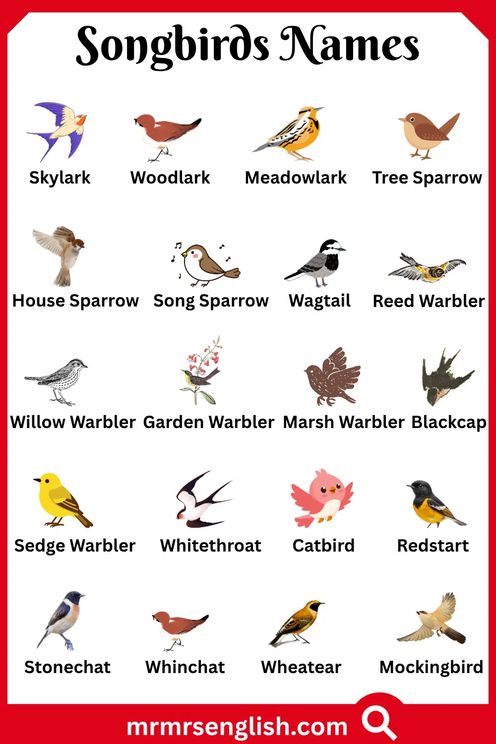 Types of Songbirds Names with Pictures
