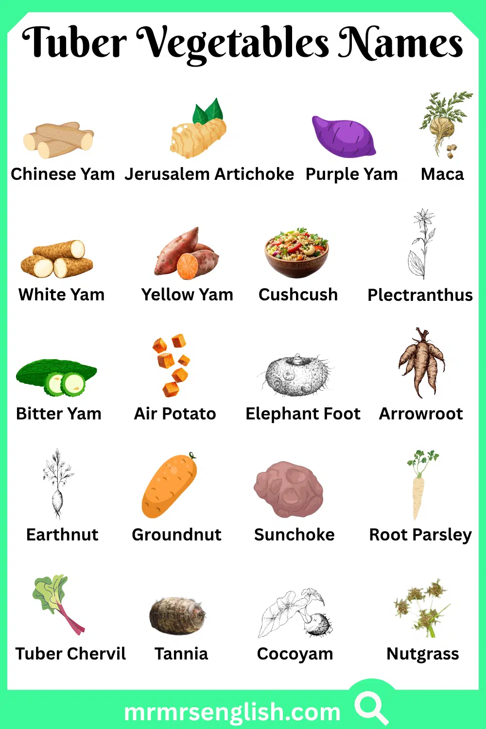 Types of Tuber Vegetables Names with Pictures