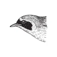 Vireo | Songbirds Names