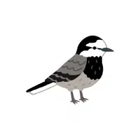 Wagtail | Songbirds Names