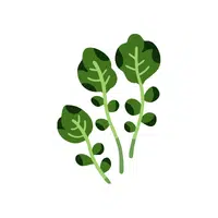 Watercress | Seasonal Vegetables Names