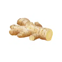 Waterginger | Rhizome Vegetables Names
