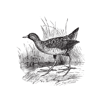 Waterl | Game Birds Names