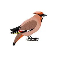 Waxwing | Songbirds Names