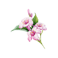 Weigela | Flowering Shrubs Names