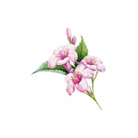 Weigela | Shrub Plants Names