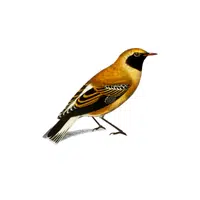Wheatear | Songbirds Names