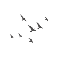 Wheatear | Migratory Birds Names