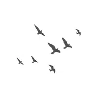 Wheatear | Migratory Birds Names