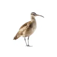 Whimbrel | Arctic Birds Names