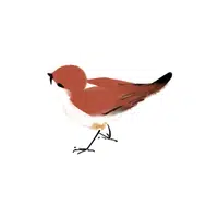 Whinchat | Songbirds Names