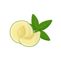 White Sapote | Fruit Plants Names